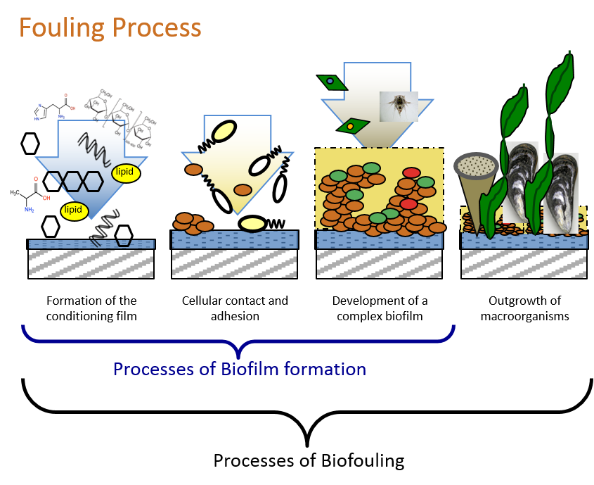 Biofouling process