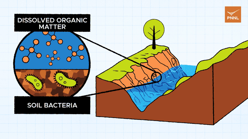 Animation showing the respiration process in rivers and streams. A cross-section of a river is located on the right side of the screen. One small section of the river at the sediment-water interface is circled and the section is enlarged on the left side of the screen. The inset circle showing the enlarged section is divided in half: the top half shows dissolved organic matter floating in water, and the bottom half shows bacteria in grains of soil. Carbon dioxide particles are exhaled into the atmosphere.