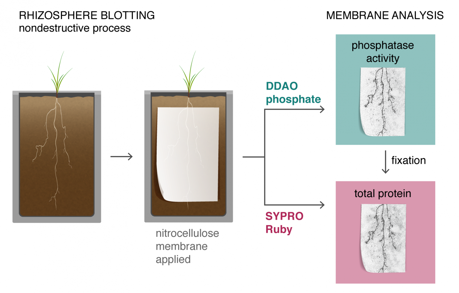 Diagram showing rhizosphere blotting nondestructive process