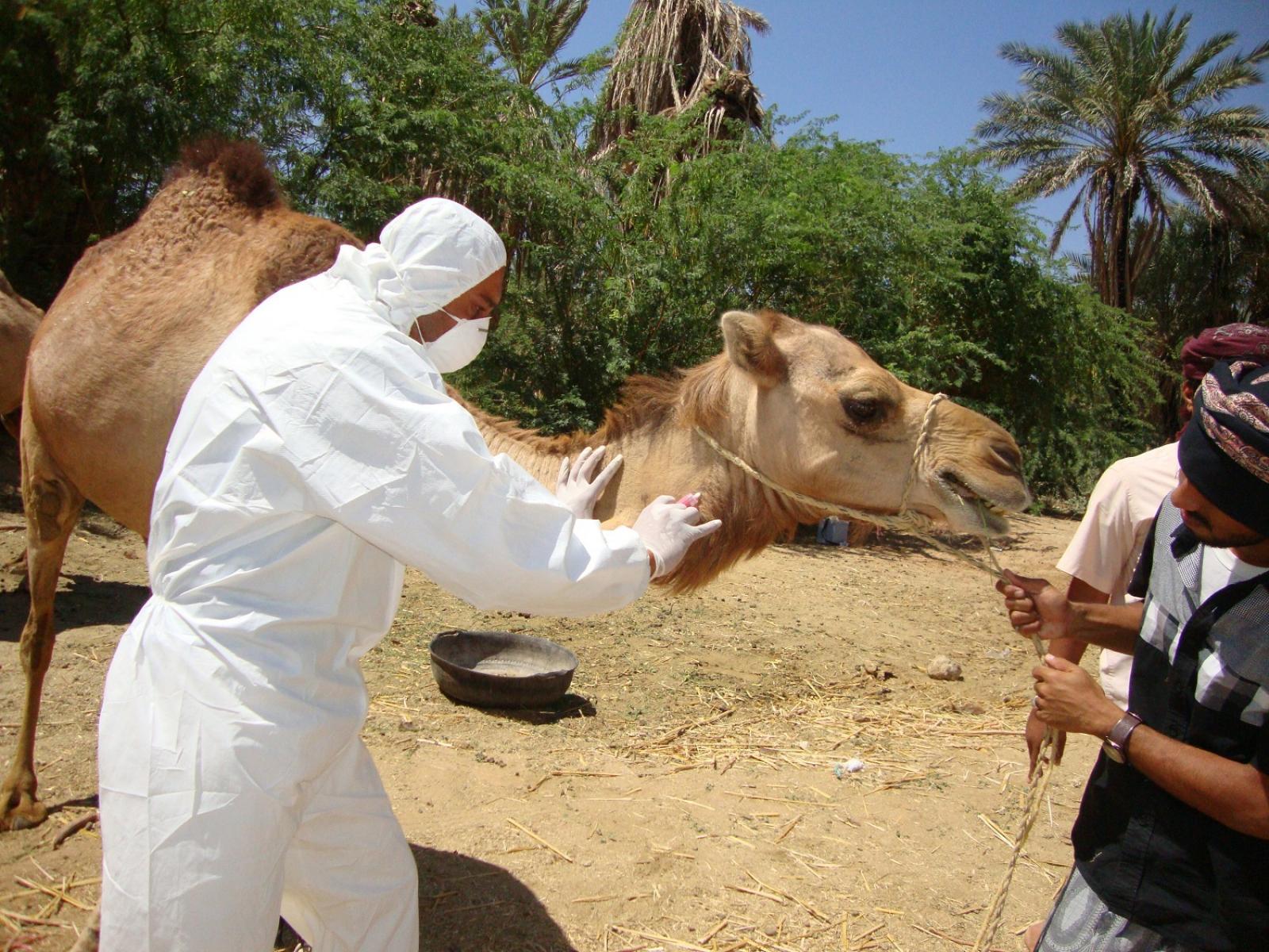 MERS test of camel