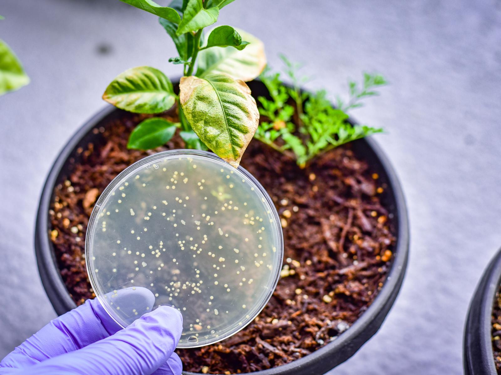 Photo of a potted plant with a petri dish above it
