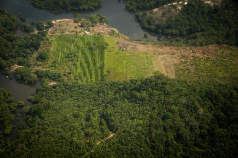 Peering down upon the Amazon, a thick blanket of lush forest is broken, in the center, by ordered rows of green crops.