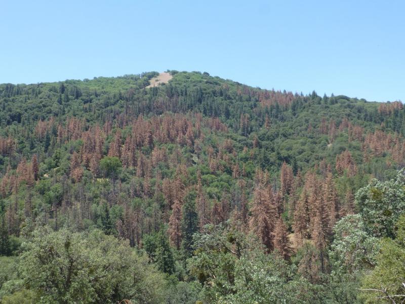Photograph of trees on a hillside