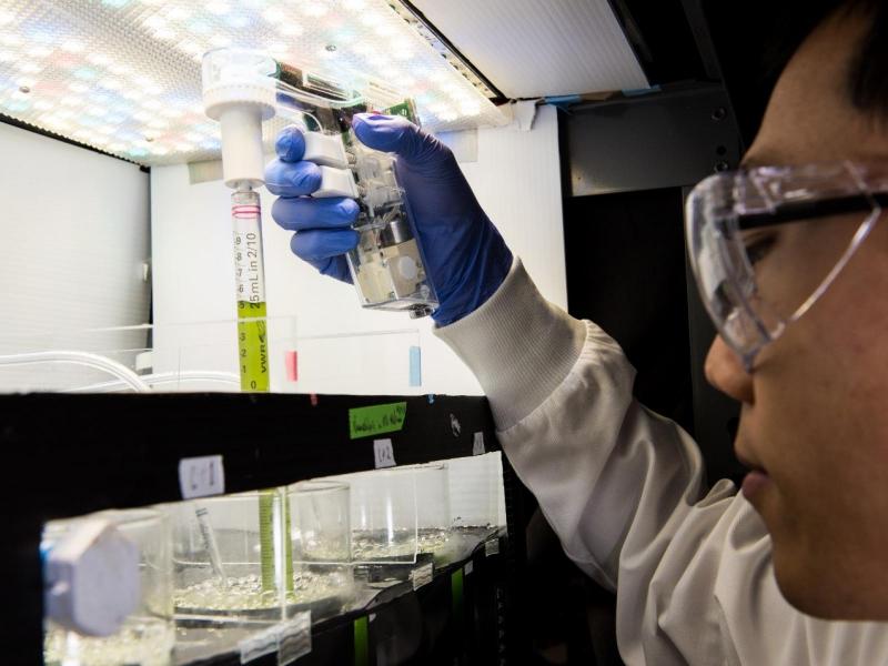 PNNL researcher Song Gao is among the biofuels and biotechnology experts joining forces to investigate algae strains that could lead to sustainable and clean biofuel produced from algae as part of the Development of Integrated Screening, Cultivar Optimization and Verification Research Consortium project - known as DISCOVR.