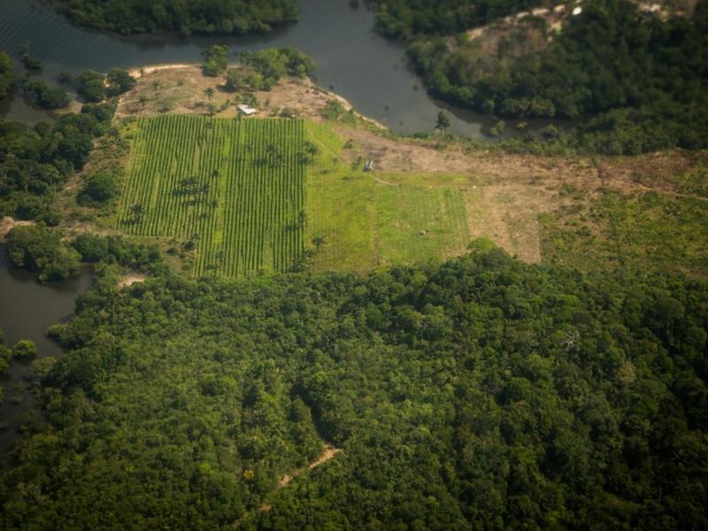 Peering down upon the Amazon, a thick blanket of lush forest is broken, in the center, by ordered rows of green crops.