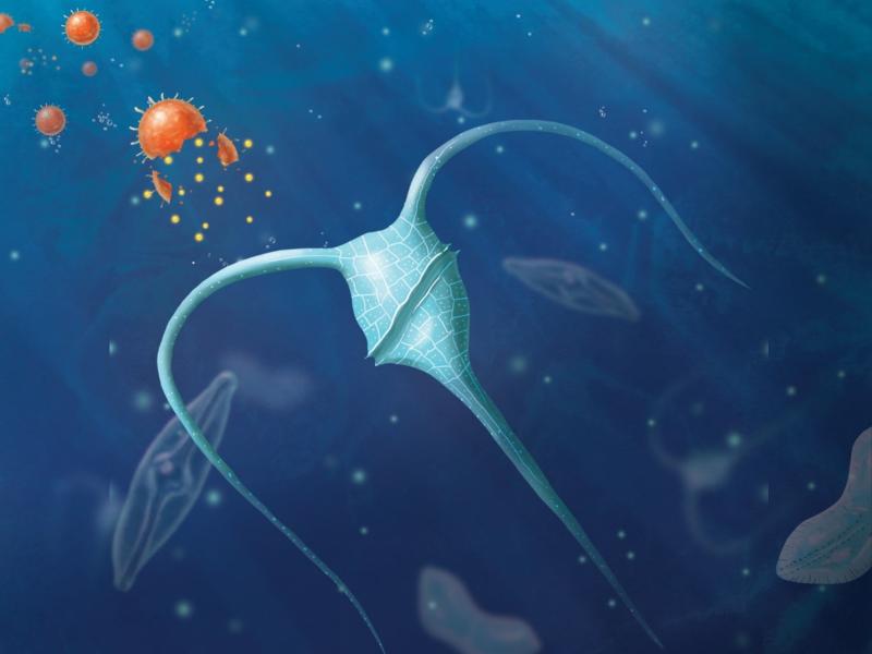 Illustration of plankton with a dissolving nanoparticle in the ocean