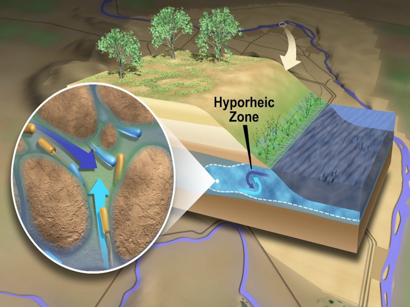 Graphic illustrating the hyporheic zone of a river