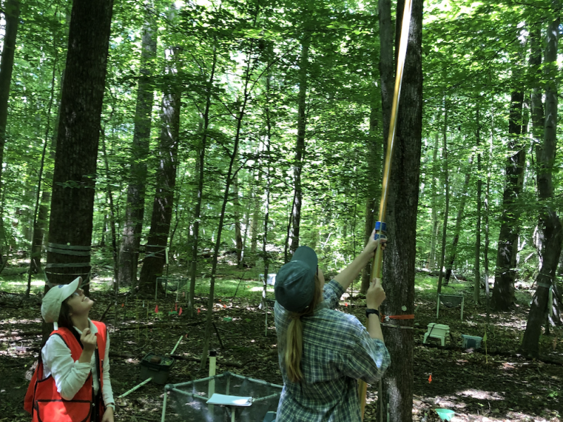 An image of people sampling in a forest