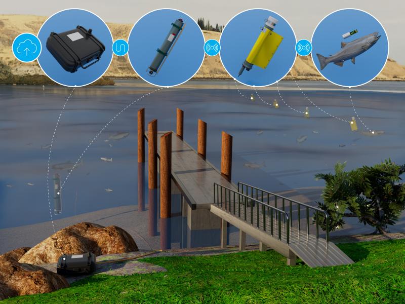 Researchers at Pacific Northwest National Laboratory developed a receiver that can transmit near-real-time information on fish tracking to inform decisions about dam operations that support fish passage. (Composite photo by Cortland Johnson | Pacific Northwest National Laboratory)