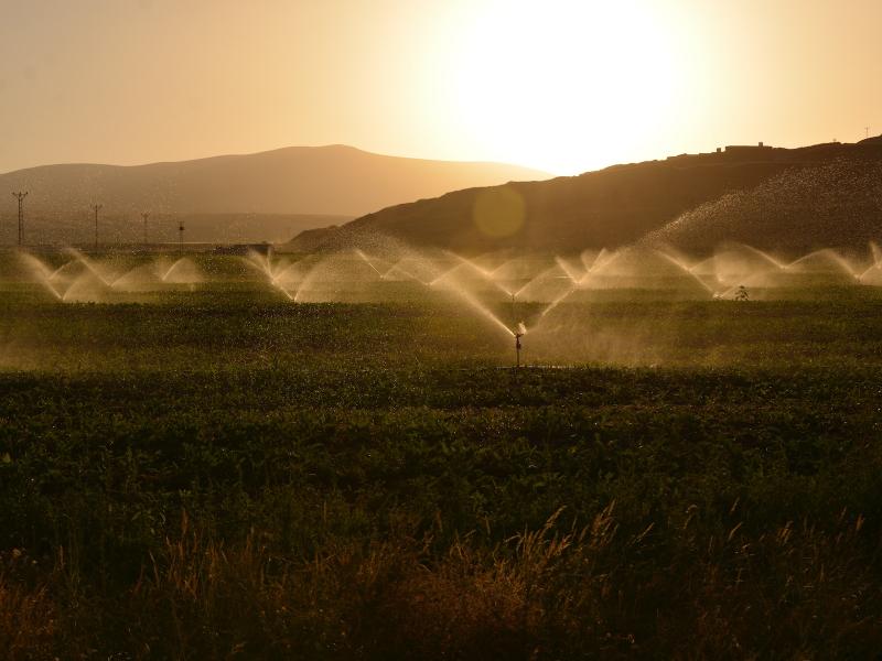 Photograph of sprinklers over a green field