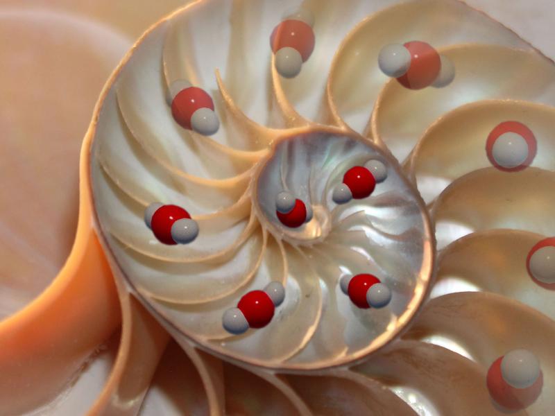 Image of the inside of a spiral seashell, with carbon dioxide molecules along the spiral