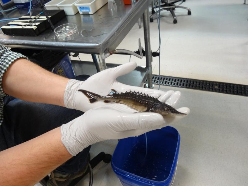 A researcher hold a juvenile white sturgeon.
