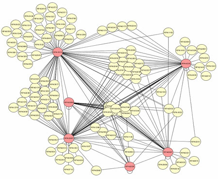 Protein network diagram
