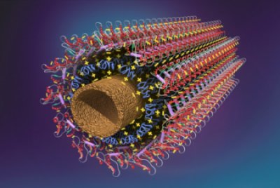 Self-Assembly of Enzymes on Carbon Nanotube