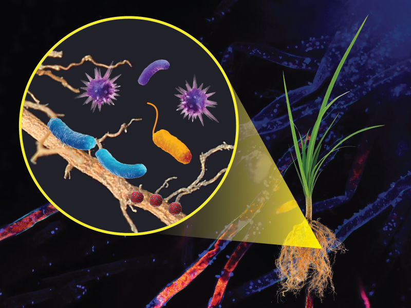 illustration of microbes interacting with plant roots