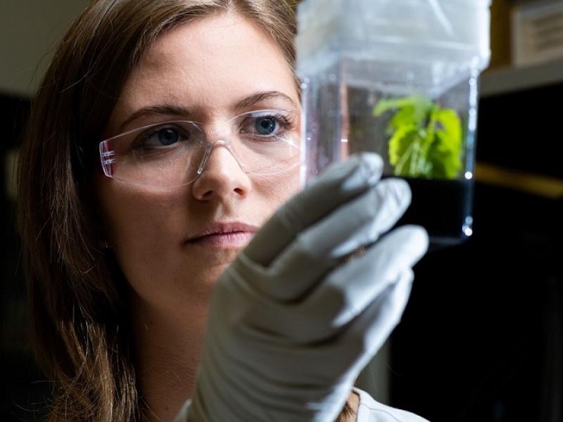 Jayne Aufrecht looks at a plant growing in the plant lab.