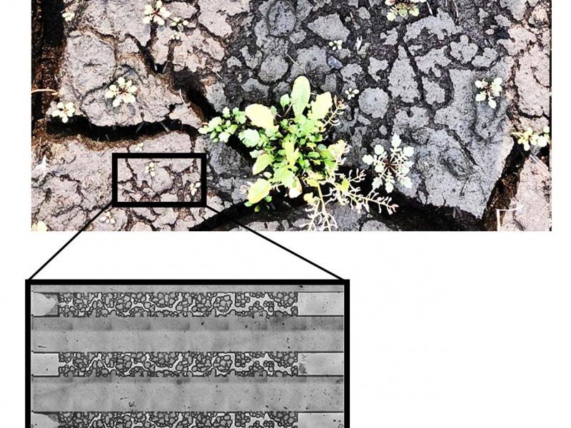 microscopy image of pores in soil