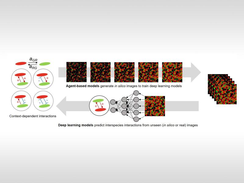 schematic of deep learning workflow for reading microscopy images