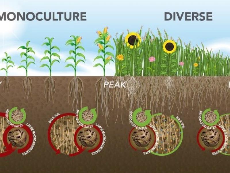Microbial diversity in soil